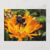 Postkarte - Fütterung in Ringelblume (Vorderseite)