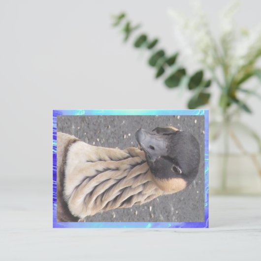 Postkarte - Gänse (Stehend Vorderseite)