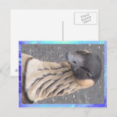 Postkarte - Gänse (Vorne/Hinten)