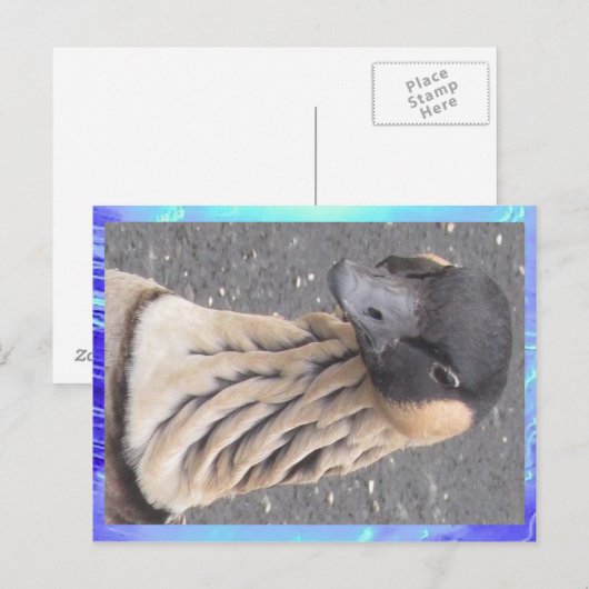 Postkarte - Gänse (Vorne/Hinten)