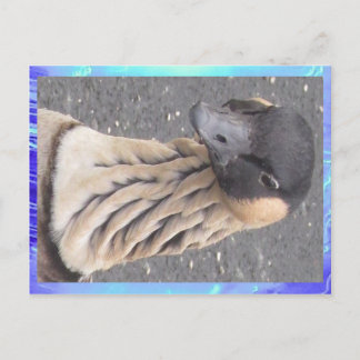 Postkarte - Gänse
