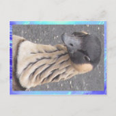 Postkarte - Gänse (Vorderseite)