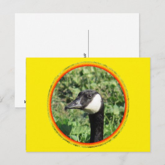 Postkarte - Gänseporträt (Vorne/Hinten)