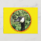 Postkarte - Gänseporträt (Vorderseite)