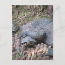 Postkarte "Gator Hugs"