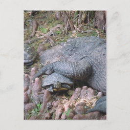 Postkarte "Gator Hugs"
