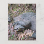 Postkarte "Gator Hugs" (Vorderseite)