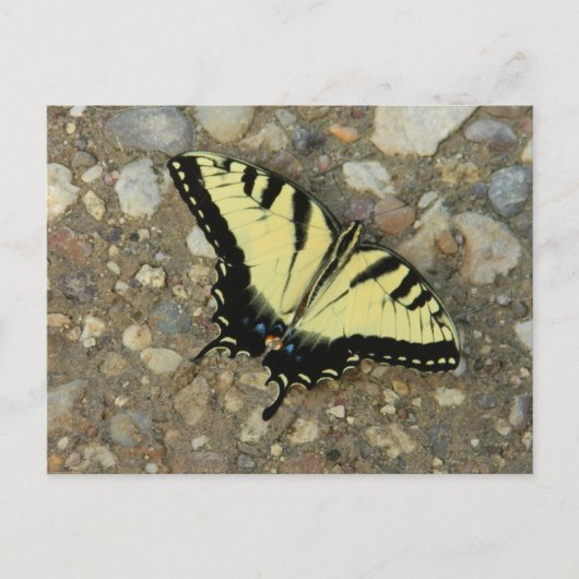 Postkarte Gelb und Schwarzes Frack (Vorderseite)