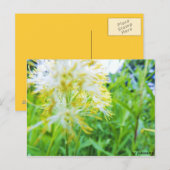 Postkarte - Gelbe Blume (Vorne/Hinten)