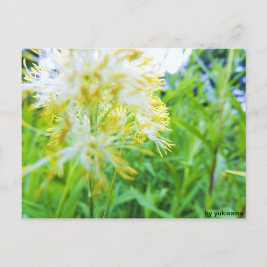 Postkarte - Gelbe Blume (Vorderseite)