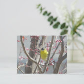 Postkarte - Gelbe Finte im Kirschbaum (Stehend Vorderseite)