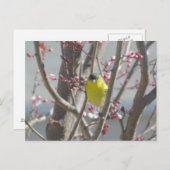 Postkarte - Gelbe Finte im Kirschbaum (Vorne/Hinten)
