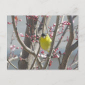 Postkarte - Gelbe Finte im Kirschbaum (Vorderseite)