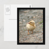 Postkarte Gelbente (Vorne/Hinten)