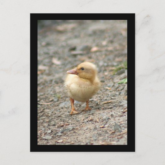 Postkarte Gelbente (Vorderseite)