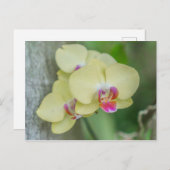 Postkarte - Gelbes Orchid (Vorne/Hinten)