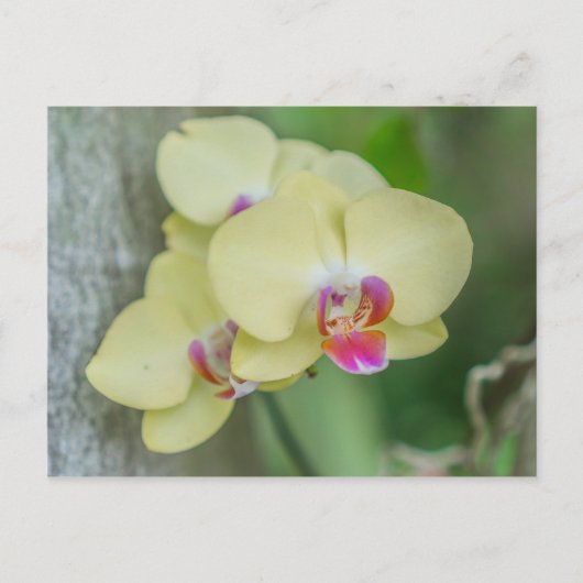 Postkarte - Gelbes Orchid (Vorderseite)