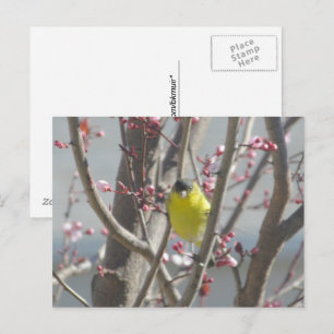 Postkarte - Gelbfink auf Kirschbaum