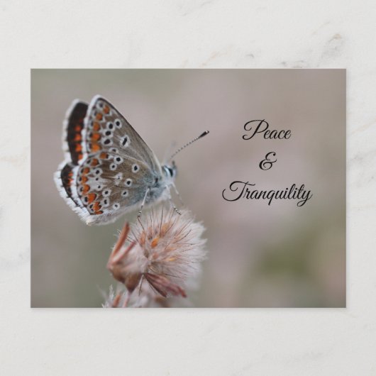 Postkarte Gemeine Bläuling-Schmetterling (Vorderseite)