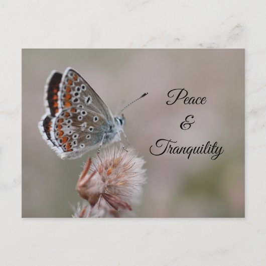 Postkarte Gemeine Bläuling-Schmetterling (Vorderseite)