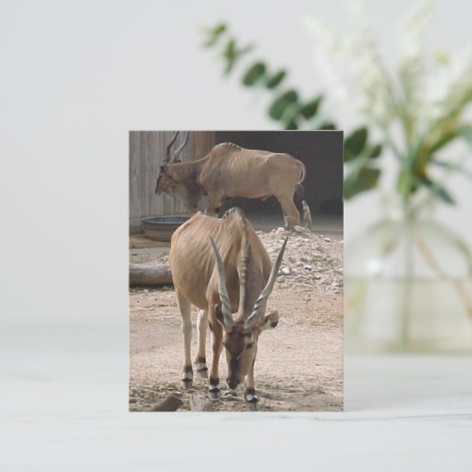 Postkarte "Giant Eland" (Stehend Vorderseite)