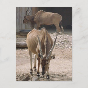 Postkarte "Giant Eland"