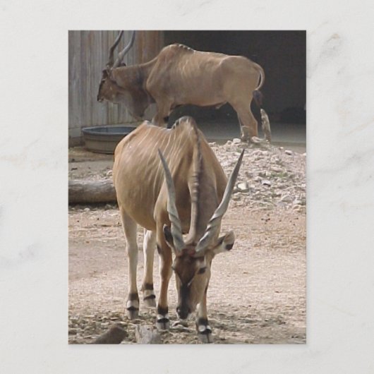 Postkarte "Giant Eland" (Vorderseite)
