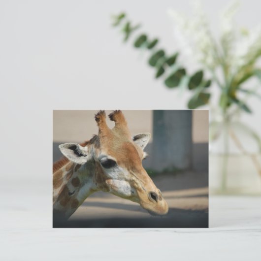 Postkarte _ Giraffe (Stehend Vorderseite)