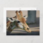 Postkarte _ Giraffe (Vorne/Hinten)