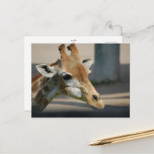 Postkarte _ Giraffe
