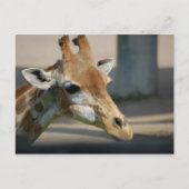 Postkarte _ Giraffe (Vorderseite)
