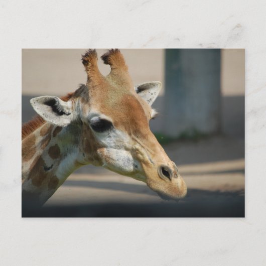Postkarte _ Giraffe (Vorderseite)