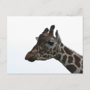 Postkarte: Giraffe Postkarte