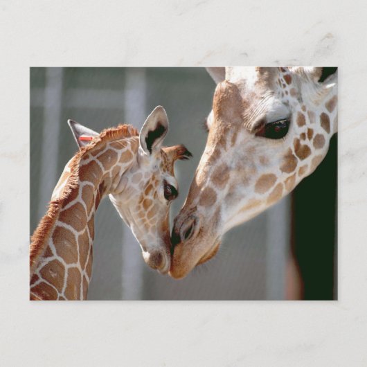 Postkarte Giraffe und Baby (Vorderseite)