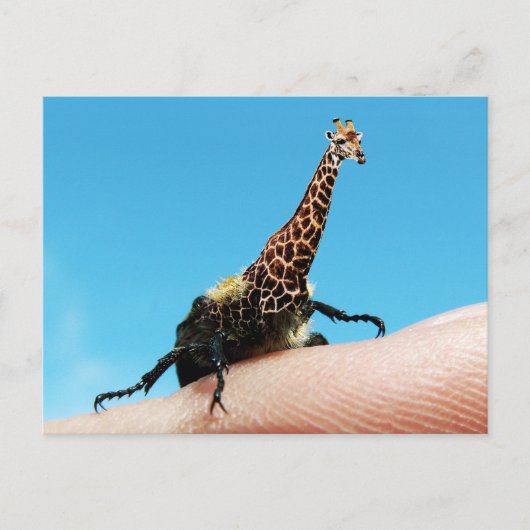 Postkarte Giraffebeetts (Vorderseite)