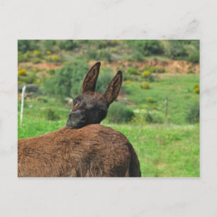 Postkarte: Glücklicher Esel. Algarve Portugal Postkarte