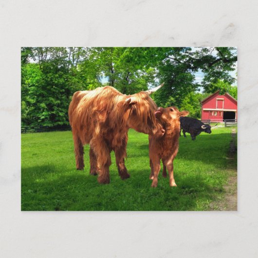 Postkarte "Gracie & Her Calf" (Vorderseite)