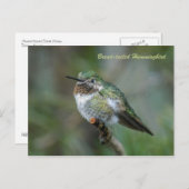 Postkarte: Grasschwanz Hummingbird (Landschaft) Postkarte (Vorne/Hinten)
