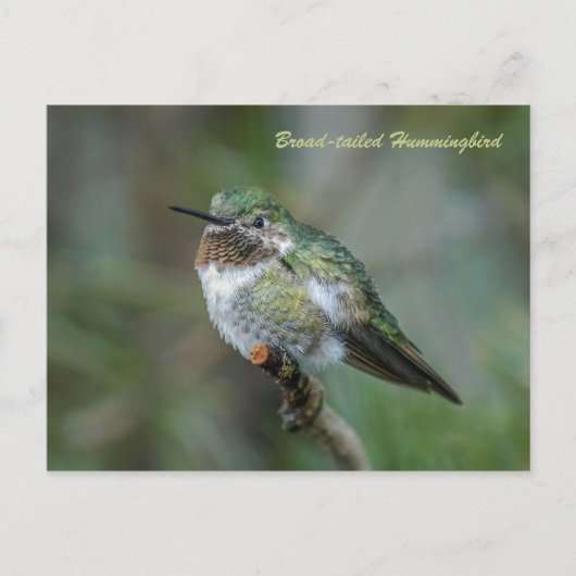 Postkarte: Grasschwanz Hummingbird (Landschaft) Postkarte (Vorderseite)