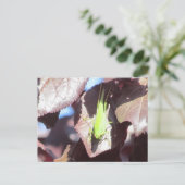 Postkarte - Grasshopper in Tree (Stehend Vorderseite)