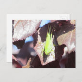 Postkarte - Grasshopper in Tree (Vorne/Hinten)