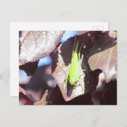 Postkarte - Grasshopper in Tree (Vorne/Hinten)