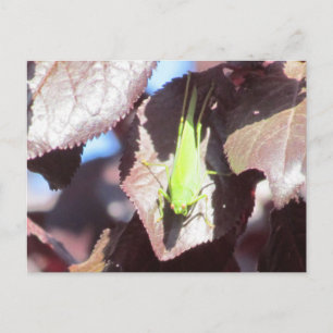 Postkarte - Grasshopper in Tree