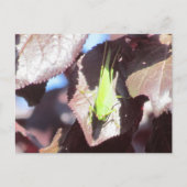Postkarte - Grasshopper in Tree (Vorderseite)