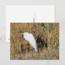 Postkarte - Graswurst