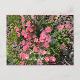 Postkarte, Größe: Standardpostkarte, Papier: Matt, Postkarte