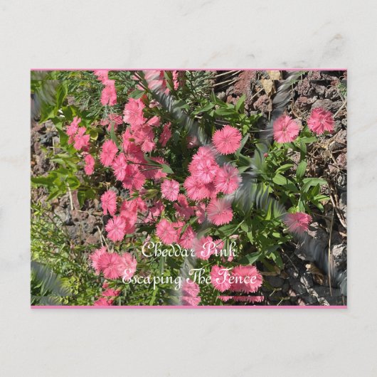 Postkarte, Größe: Standardpostkarte, Papier: Matt, Postkarte (Vorderseite)