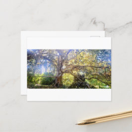 Postkarte Großer Laubbaum