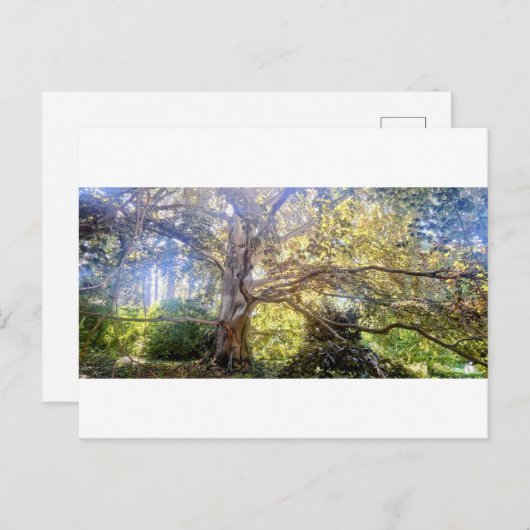 Postkarte Großer Laubbaum (Vorne/Hinten)