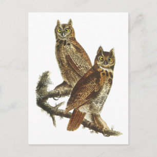 Postkarte: Großes Horned Owl Postkarte